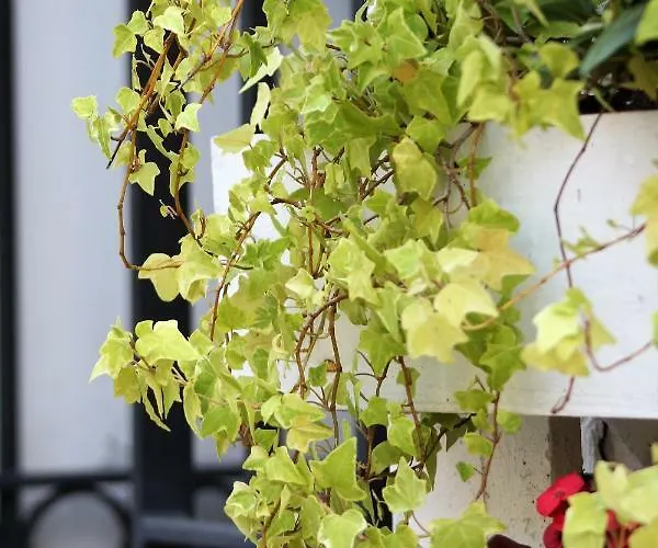 Cittabella 3* Cittadella