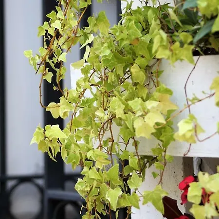 Cittabella 3* Cittadella